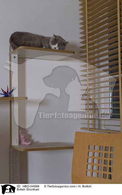 Britisch Kurzhaar / British Shorthair / HBO-04988