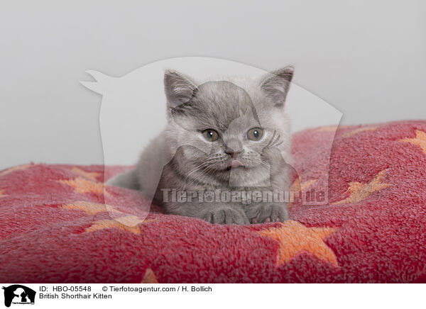 Britisch Kurzhaar Ktzchen / British Shorthair Kitten / HBO-05548