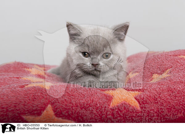 Britisch Kurzhaar Ktzchen / British Shorthair Kitten / HBO-05550