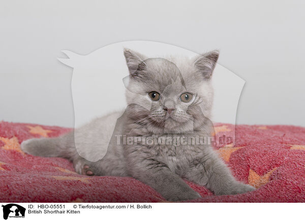 Britisch Kurzhaar Ktzchen / British Shorthair Kitten / HBO-05551