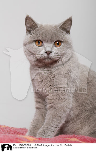 ausgewachsene Britisch Kurzhaar / adult British Shorthair / HBO-05560