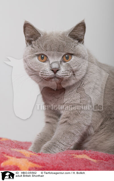 ausgewachsene Britisch Kurzhaar / adult British Shorthair / HBO-05562