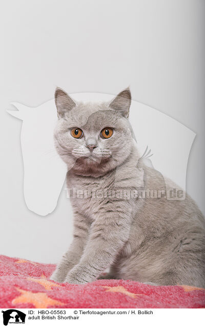 ausgewachsene Britisch Kurzhaar / adult British Shorthair / HBO-05563