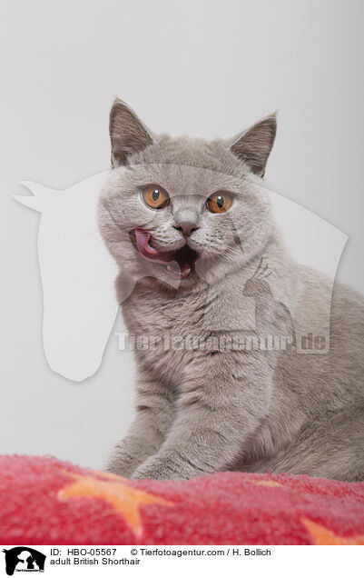 ausgewachsene Britisch Kurzhaar / adult British Shorthair / HBO-05567