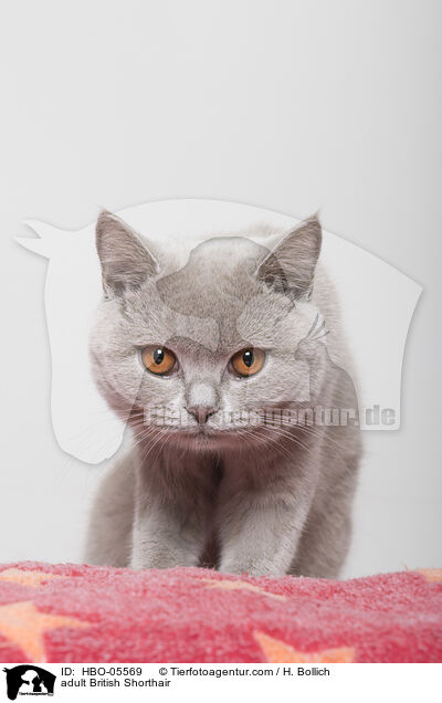 ausgewachsene Britisch Kurzhaar / adult British Shorthair / HBO-05569