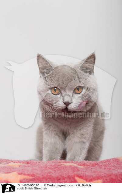 ausgewachsene Britisch Kurzhaar / adult British Shorthair / HBO-05570