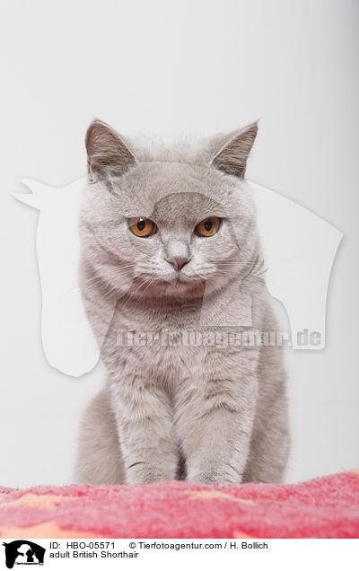 ausgewachsene Britisch Kurzhaar / adult British Shorthair / HBO-05571
