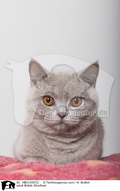 ausgewachsene Britisch Kurzhaar / adult British Shorthair / HBO-05572