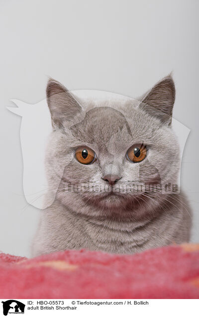 ausgewachsene Britisch Kurzhaar / adult British Shorthair / HBO-05573