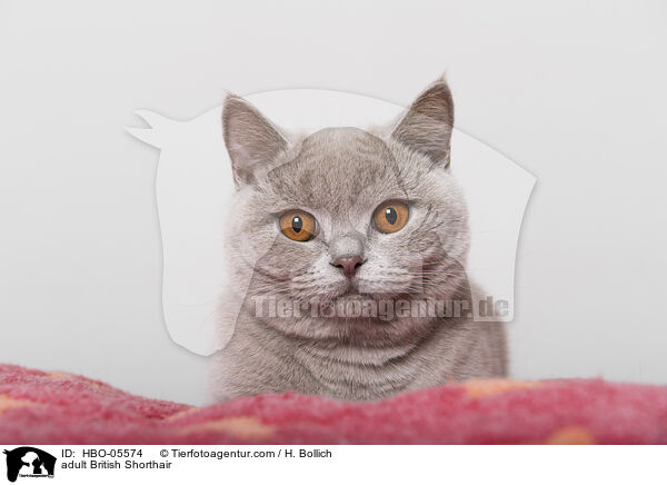 ausgewachsene Britisch Kurzhaar / adult British Shorthair / HBO-05574