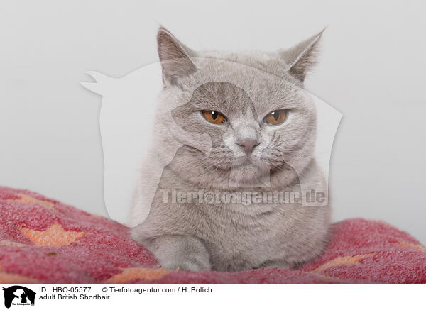 ausgewachsene Britisch Kurzhaar / adult British Shorthair / HBO-05577
