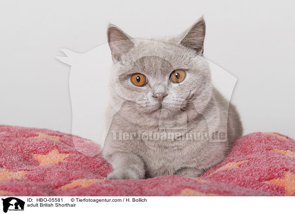 ausgewachsene Britisch Kurzhaar / adult British Shorthair / HBO-05581