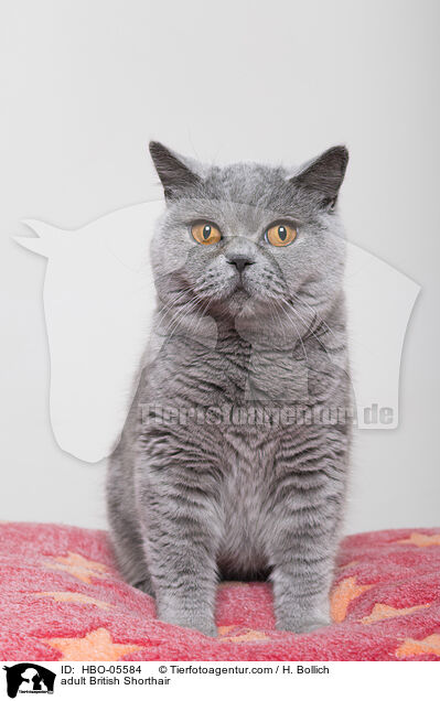 ausgewachsene Britisch Kurzhaar / adult British Shorthair / HBO-05584