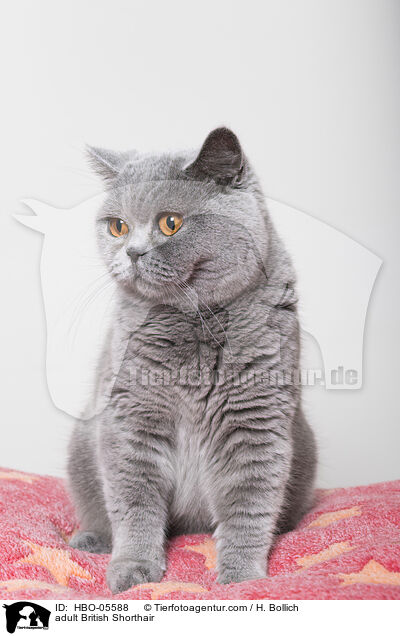 ausgewachsene Britisch Kurzhaar / adult British Shorthair / HBO-05588