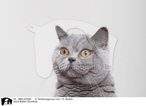 ausgewachsene Britisch Kurzhaar / adult British Shorthair / HBO-05590