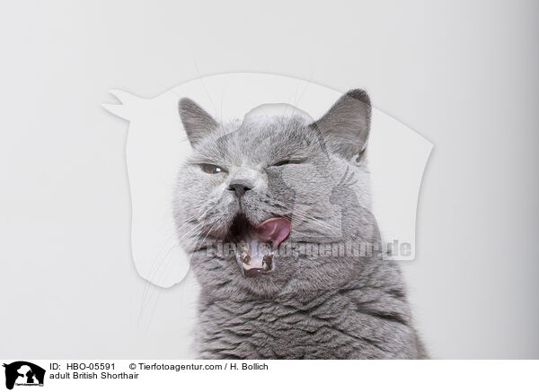 ausgewachsene Britisch Kurzhaar / adult British Shorthair / HBO-05591