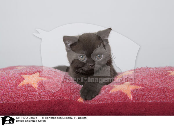 Britisch Kurzhaar Ktzchen / British Shorthair Kitten / HBO-05595