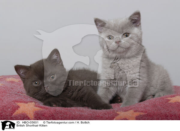 Britisch Kurzhaar Ktzchen / British Shorthair Kitten / HBO-05601