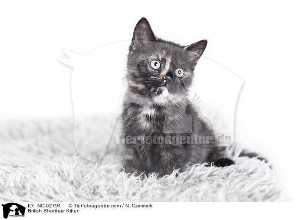Britisch Kurzhaar Ktzchen / British Shorthair Kitten / NC-02794