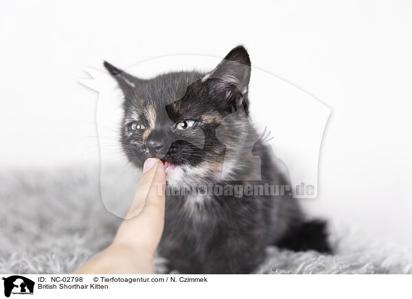 Britisch Kurzhaar Ktzchen / British Shorthair Kitten / NC-02798