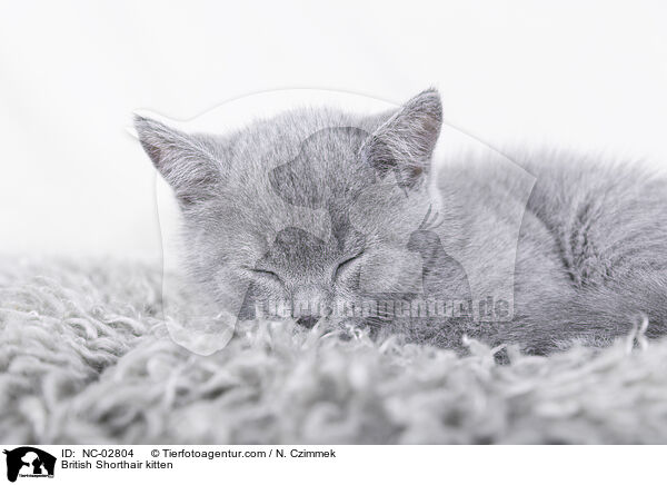 Britisch Kurzhaar Ktzchen / British Shorthair kitten / NC-02804