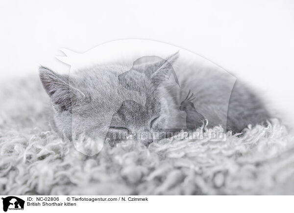 Britisch Kurzhaar Ktzchen / British Shorthair kitten / NC-02806