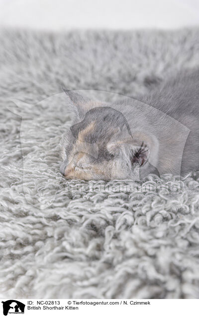 Britisch Kurzhaar Ktzchen / British Shorthair Kitten / NC-02813