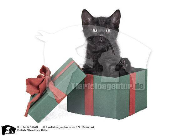 Britisch Kurzhaar Ktzchen / British Shorthair Kitten / NC-02840
