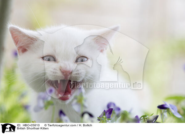 Britisch Kurzhaar Ktzchen / British Shorthair Kitten / HBO-05810