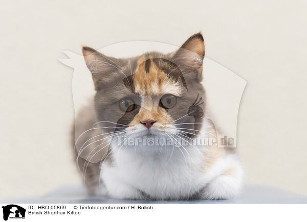 Britisch Kurzhaar Ktzchen / British Shorthair Kitten / HBO-05869