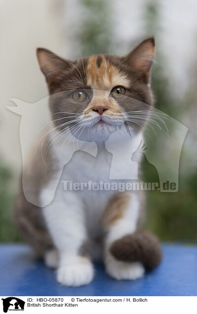 Britisch Kurzhaar Ktzchen / British Shorthair Kitten / HBO-05870