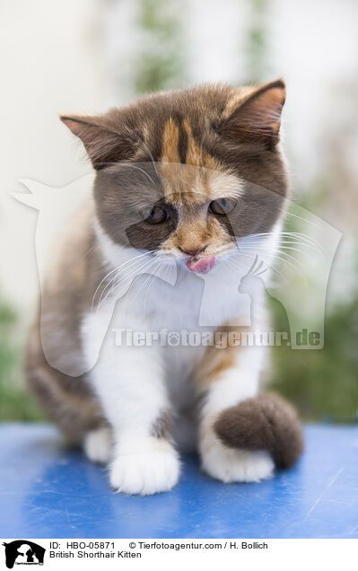 Britisch Kurzhaar Ktzchen / British Shorthair Kitten / HBO-05871