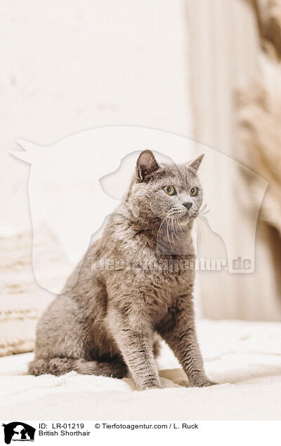 Britisch Kurzhaar / British Shorthair / LR-01219