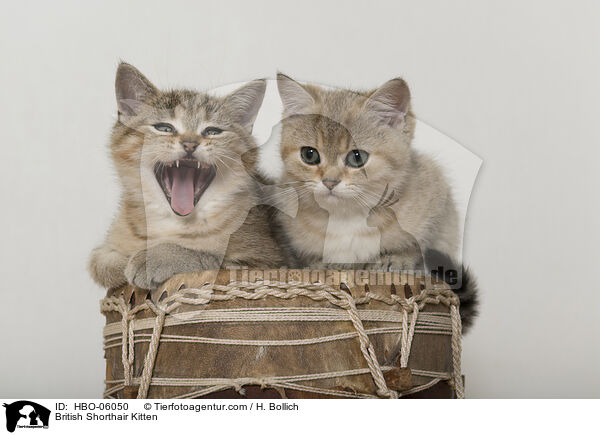 Britisch Kurzhaar Ktzchen / British Shorthair Kitten / HBO-06050