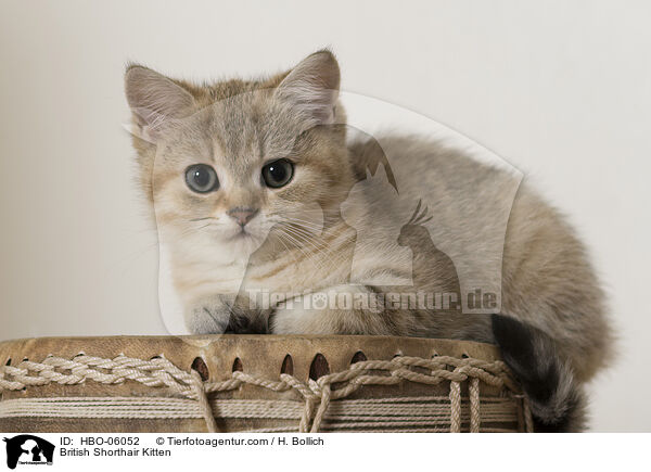 Britisch Kurzhaar Ktzchen / British Shorthair Kitten / HBO-06052