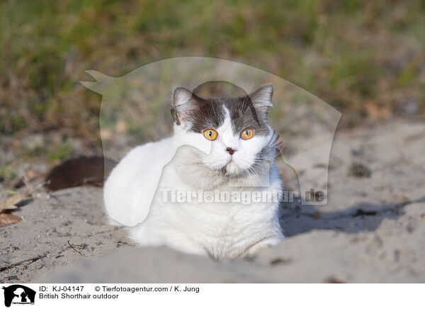 Britisch Kurzhaar draußen / British Shorthair outdoor / KJ-04147