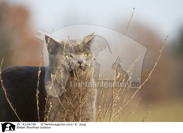 Britisch Kurzhaar drauen / British Shorthair outdoor / KJ-04190