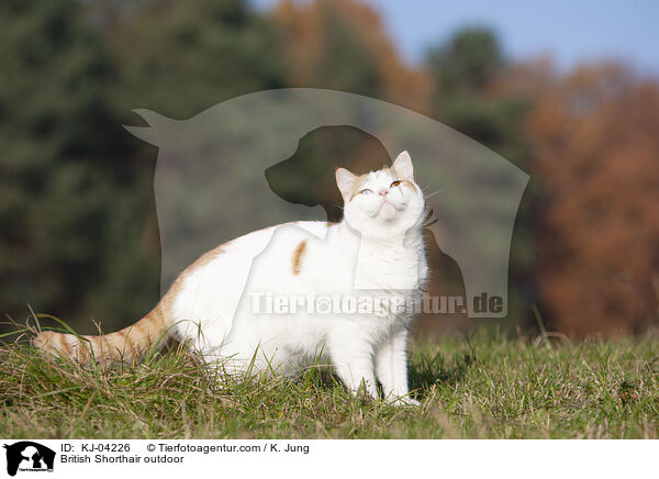 Britisch Kurzhaar drauen / British Shorthair outdoor / KJ-04226