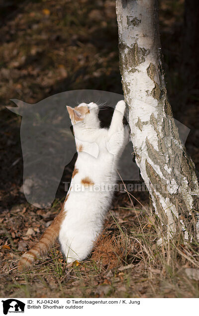 Britisch Kurzhaar drauen / British Shorthair outdoor / KJ-04246