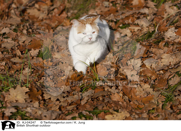 Britisch Kurzhaar drauen / British Shorthair outdoor / KJ-04247