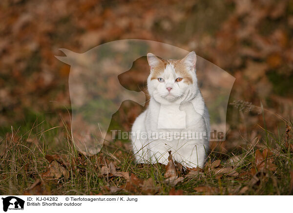 Britisch Kurzhaar drauen / British Shorthair outdoor / KJ-04282