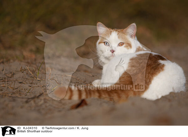 Britisch Kurzhaar drauen / British Shorthair outdoor / KJ-04310