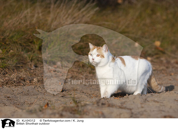 Britisch Kurzhaar drauen / British Shorthair outdoor / KJ-04312