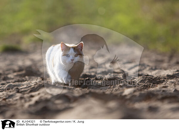 Britisch Kurzhaar drauen / British Shorthair outdoor / KJ-04321