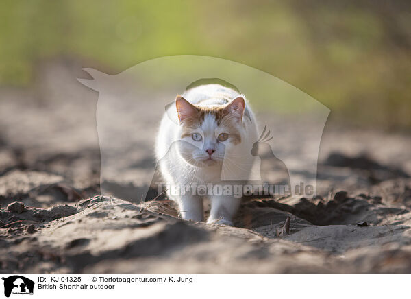 Britisch Kurzhaar drauen / British Shorthair outdoor / KJ-04325