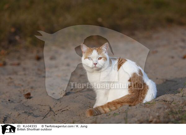 Britisch Kurzhaar drauen / British Shorthair outdoor / KJ-04333