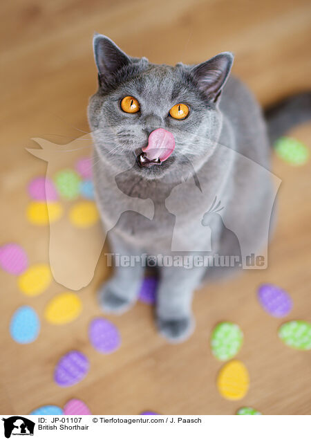 Britisch Kurzhaar / British Shorthair / JP-01107