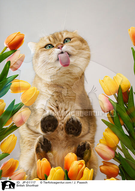 Britisch Kurzhaar / British Shorthair / JP-01117