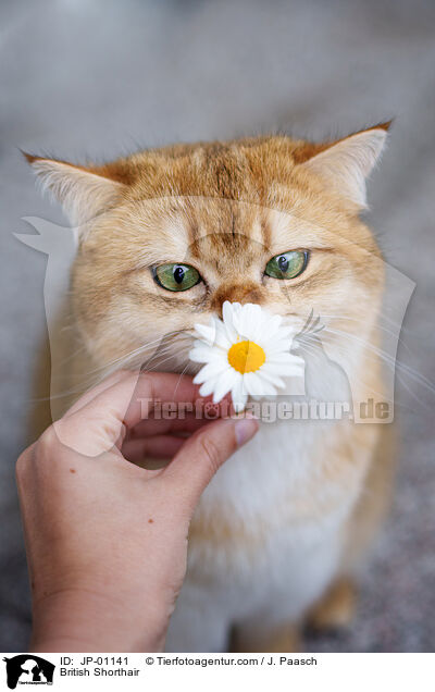 Britisch Kurzhaar / British Shorthair / JP-01141