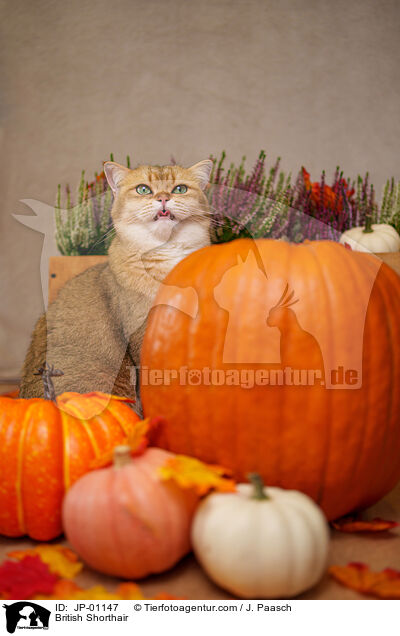 Britisch Kurzhaar / British Shorthair / JP-01147